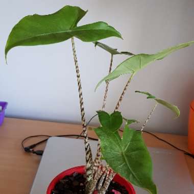 Alocasia zebrina 'Reticulata'