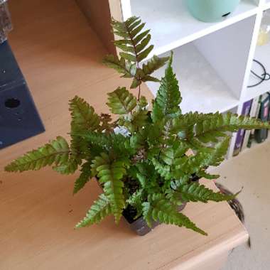 Pteris quadriaurita tricolor