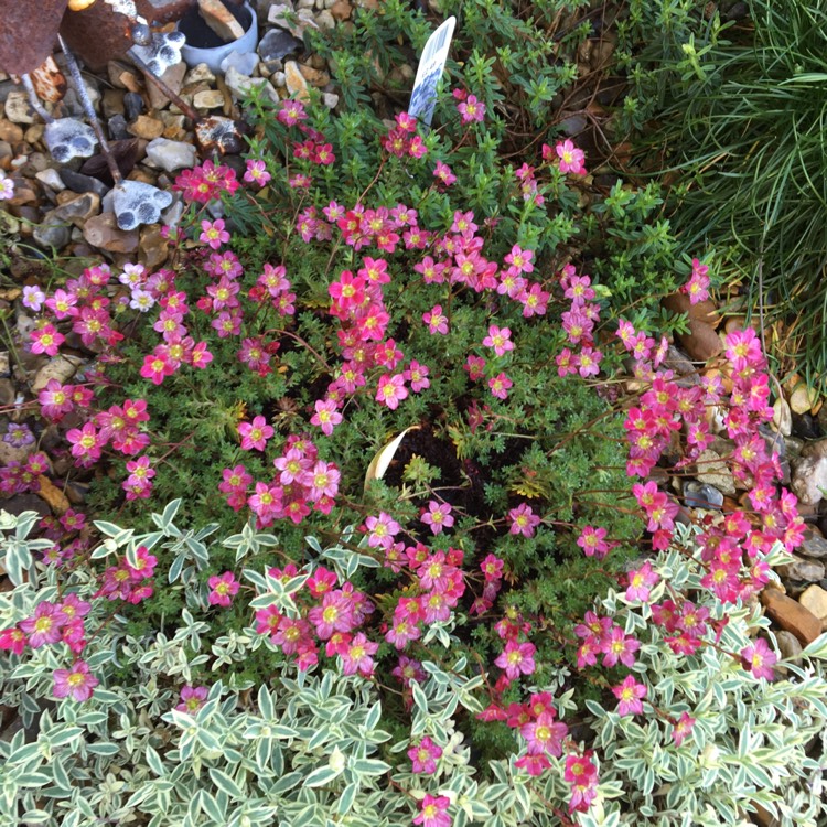 Plant image Saxifraga 'Peter Pan'