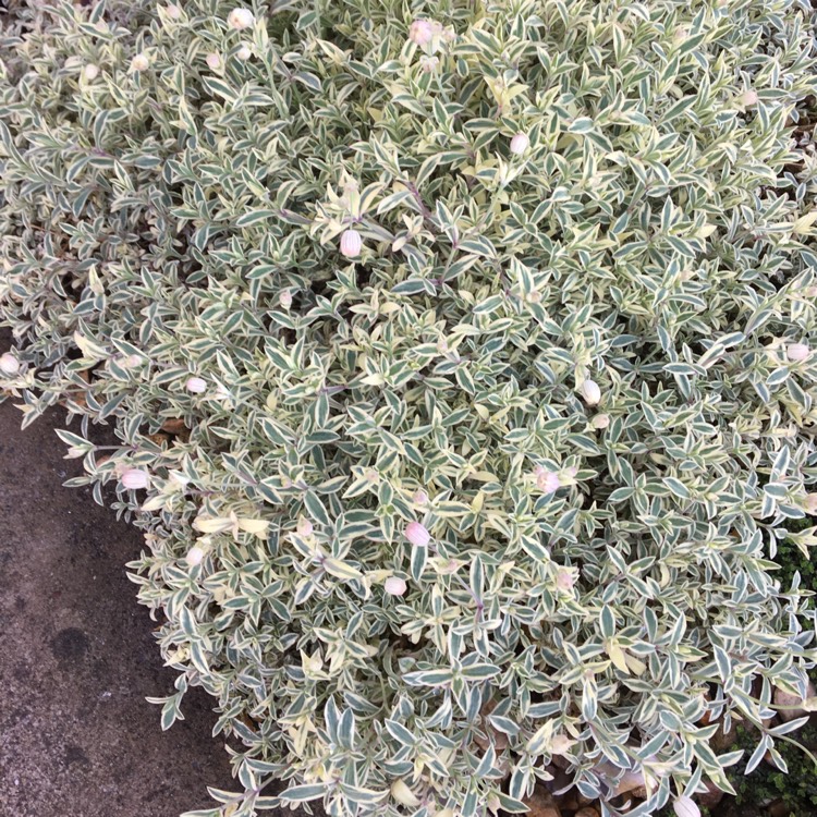 Plant image Silene 'Druett's Variegated'