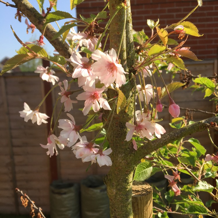 Plant image Prunus x subhirtella 'Autumnalis Rosea'