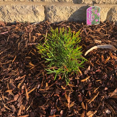 Isopogon Formosus 'Candy Cones'