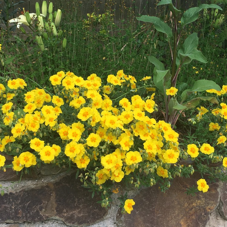 Plant image Helianthemum 'Ben Fhada'