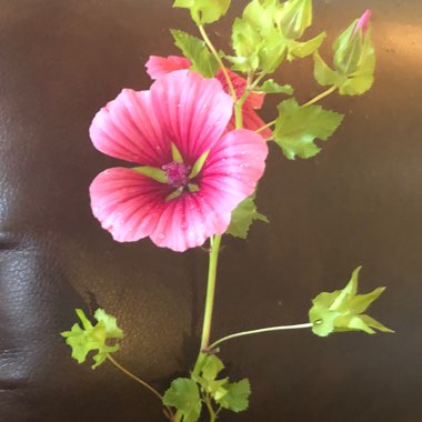 Lavatera x clementii 'Bredon Springs'