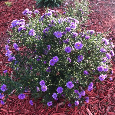 Aster novae-angliae 'Purple Dome'