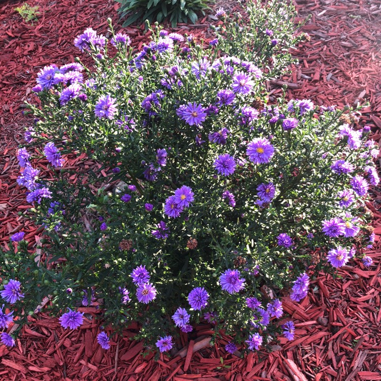 Plant image Aster novae-angliae 'Purple Dome'