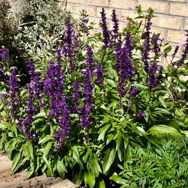 Delphinium 'King Arthur'