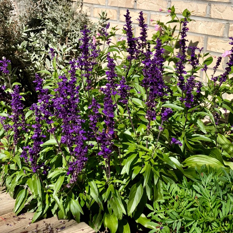 Plant image Delphinium 'King Arthur'