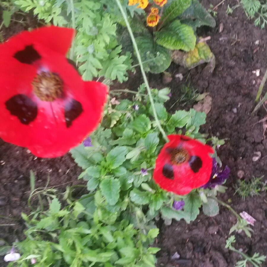 Caucasian Scarlet Poppy 'Ladybird'