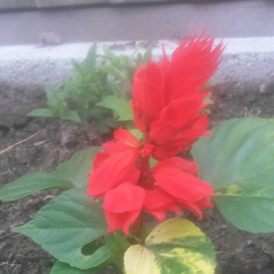 Salvia 'Fireball'