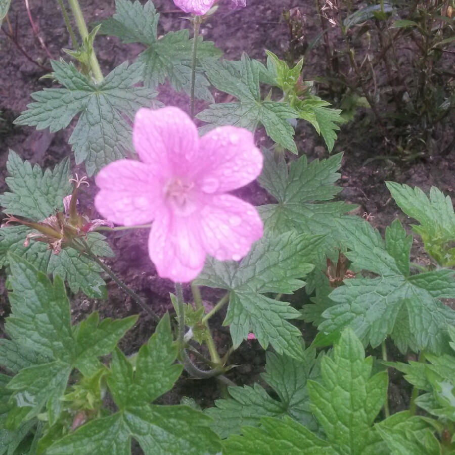 Cosmea 'Sonata Pink Blush'