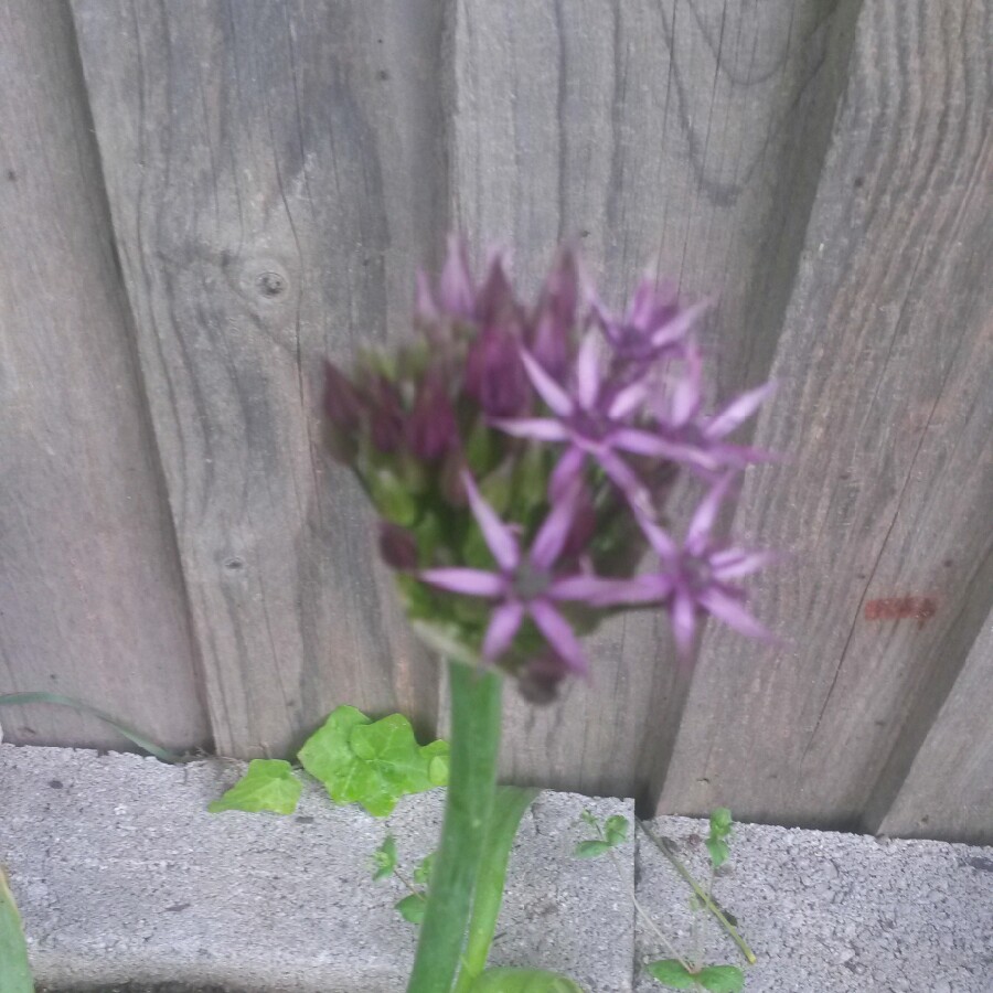 Allium (Species) Purple Flowered Onion