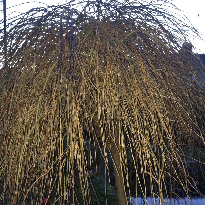 Salix babylonica