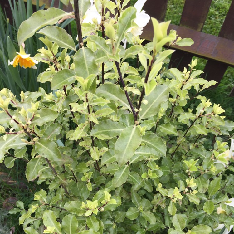 Plant image Pittosporum 'Arundel Green'