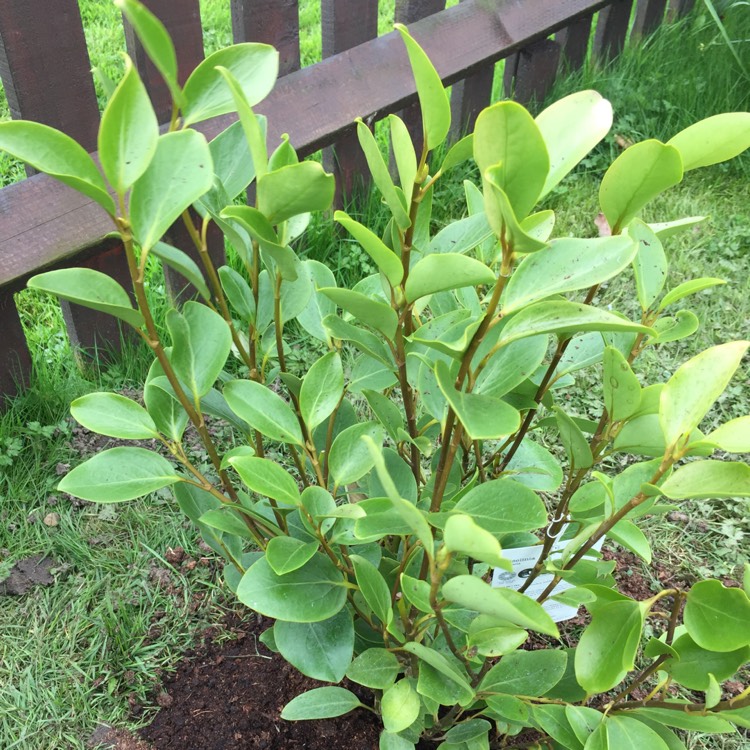 Plant image Griselinia littoralis