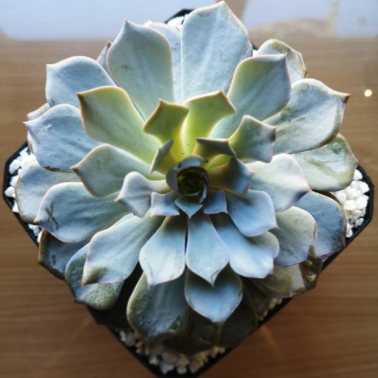 Plant image Echeveria Canadian