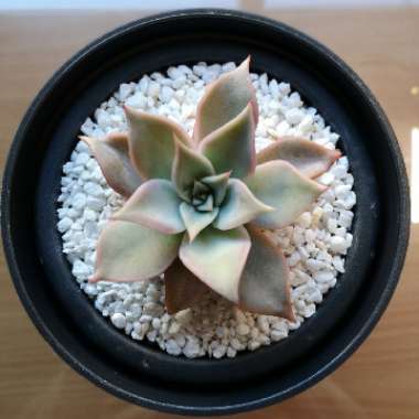 Echeveria 'Agavoides Jade Star'