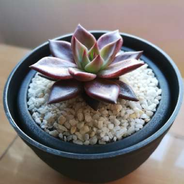 Echeveria 'Agavoides Romeo'