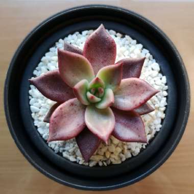 Echeveria 'Agavoides Romeo'