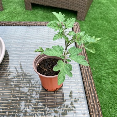 Solanum Lycopersicum var. cerasiforme 'Red Cherry'