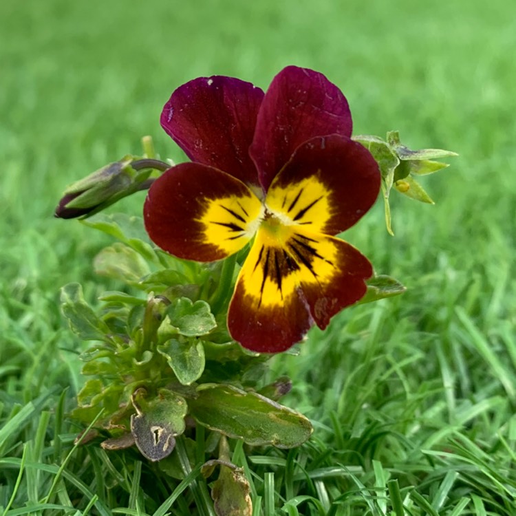 Plant image Viola cornuta 'Midnight Glow'