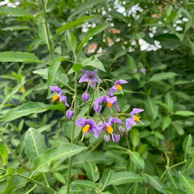 Chilean Potato Vine/Mexican Potato Vine