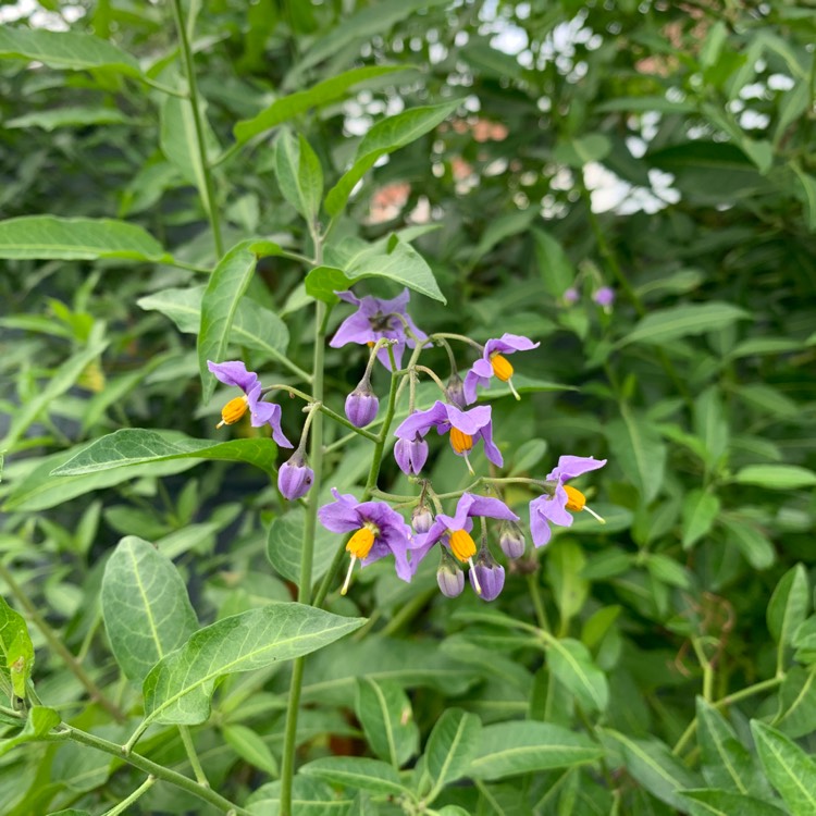 plant image 1686416