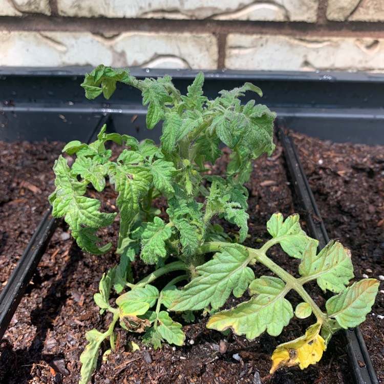 Plant image Solanum lycopersicum 'Patio'