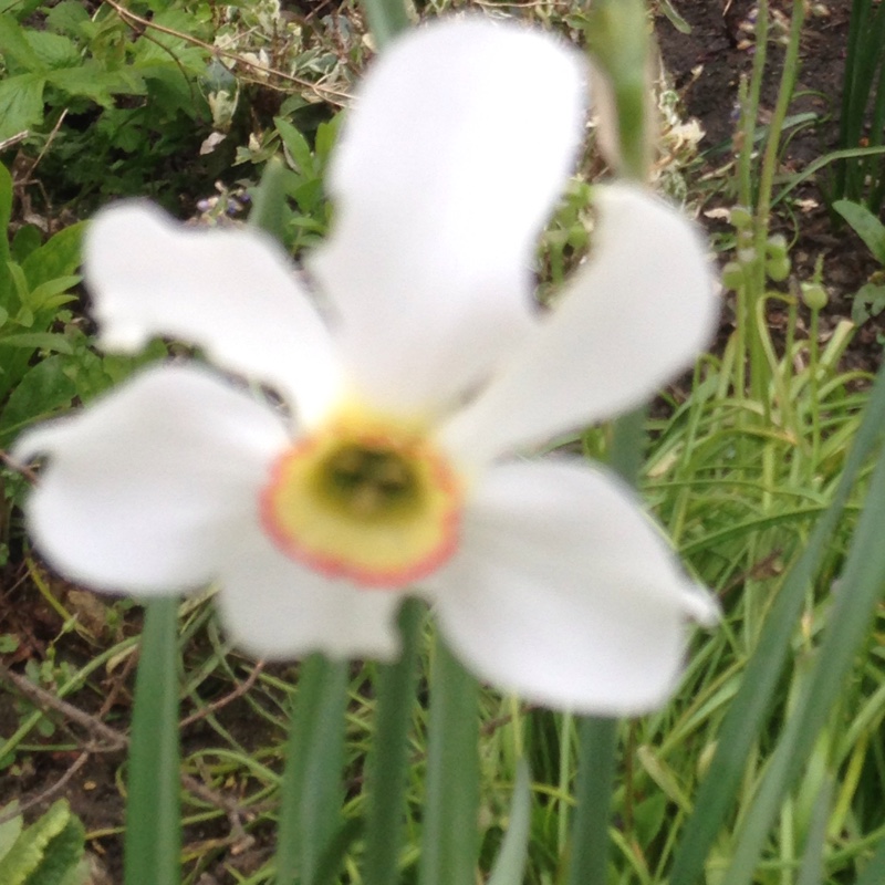 Daffodil (Species) Old Pheasant's Eye Daffodil