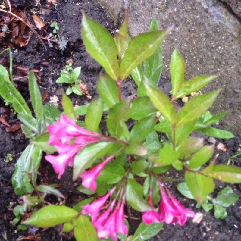 Plant image Weigela 'Rumba'