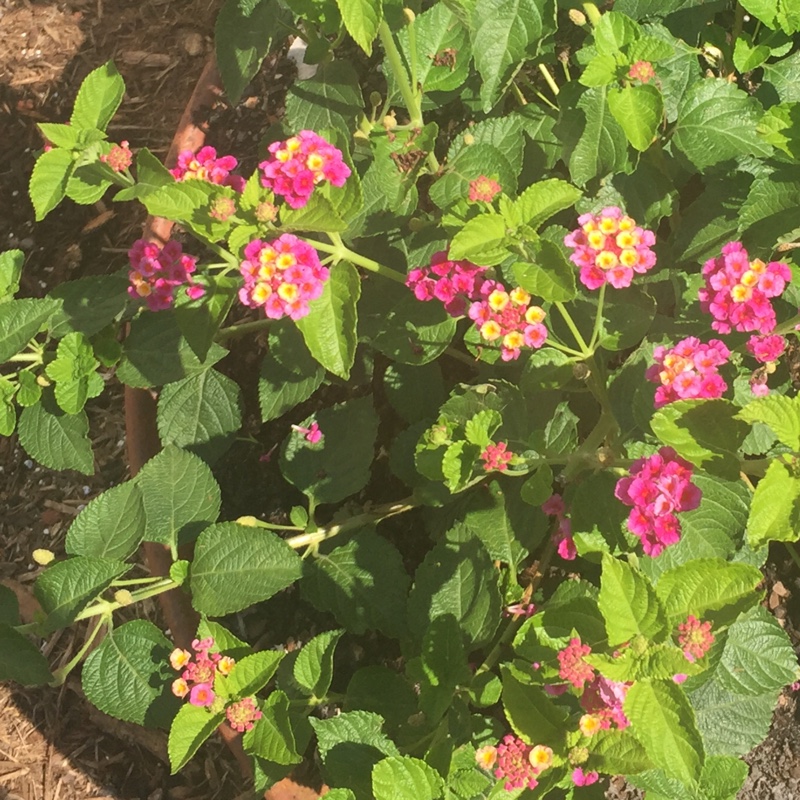 Plant image Lantana Camara 'Bonita'