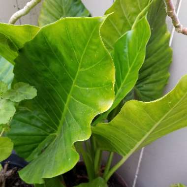 Elephant Ear (Alocasia)