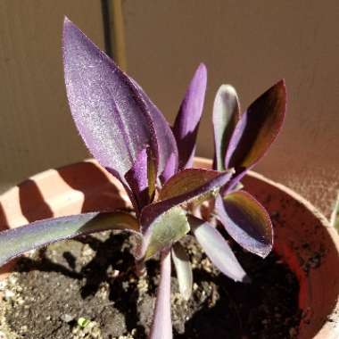 Purple-Heart Spiderwort