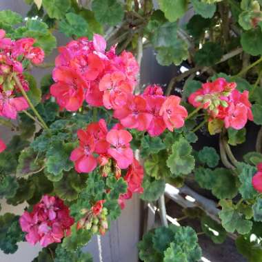 Cranesbill (Geranium)