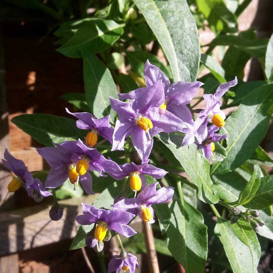 Chilean Potato Vine/Mexican Potato Vine