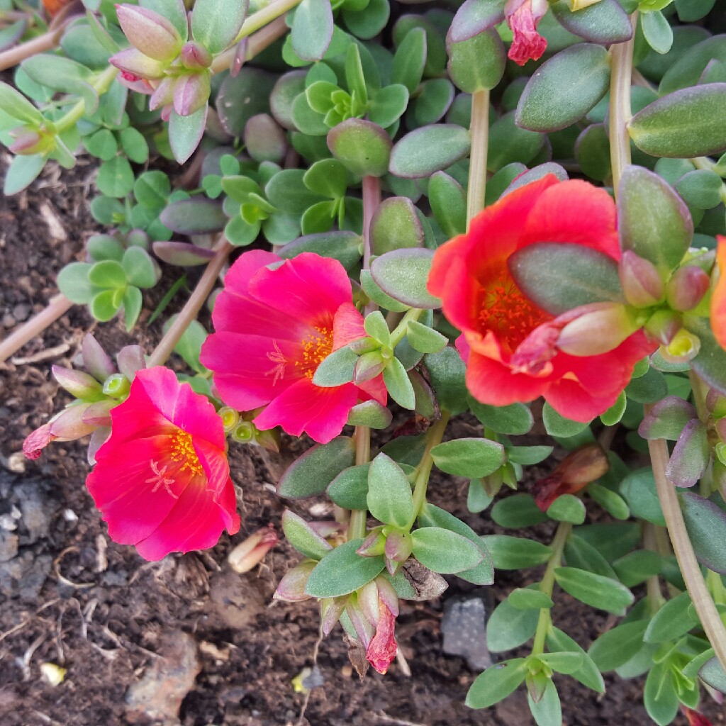 Plant image Portulaca amilis