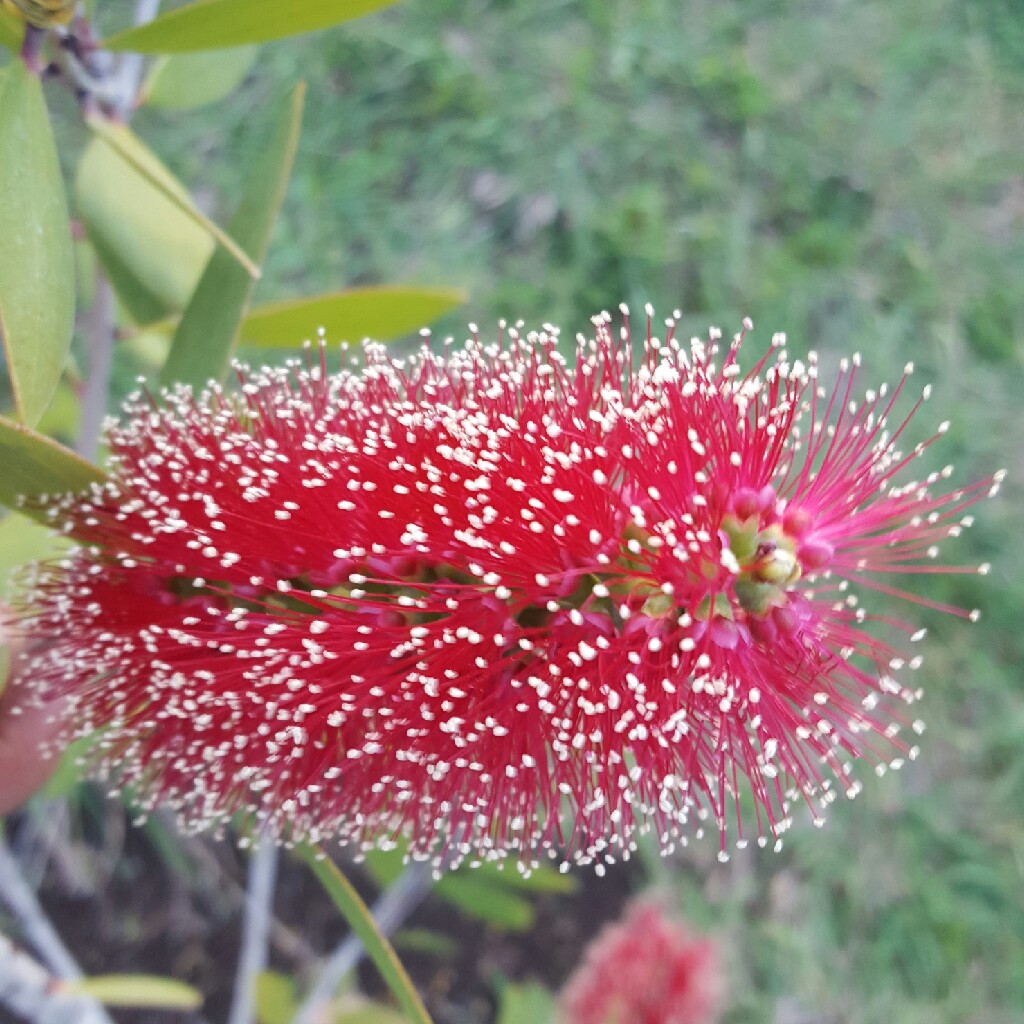 Plant image Melaleuca