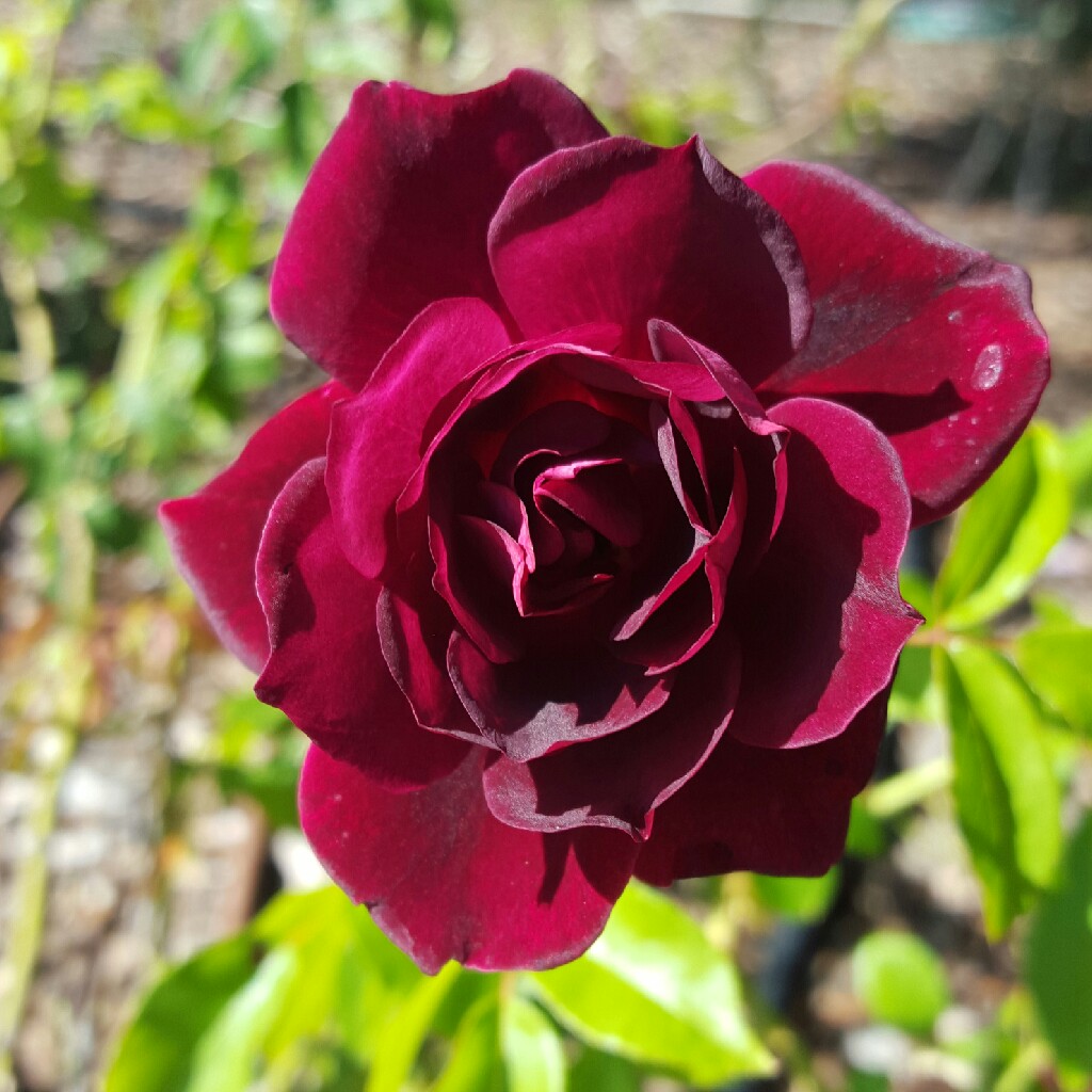 Plant image Rosa 'Prose' syn. Rosa 'Burgundy Iceberg', Rosa 'Burgundy Ice'