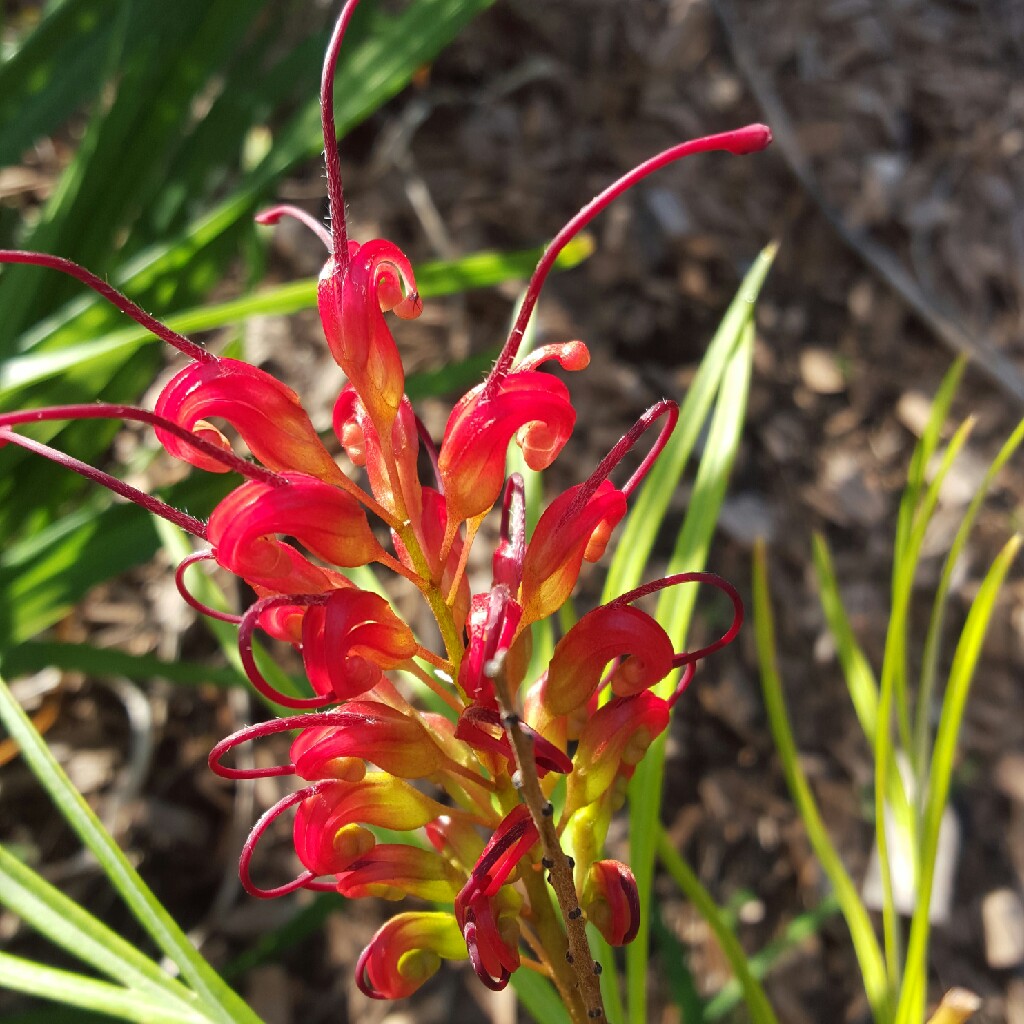 Plant image Grevillea 'Firesprite'