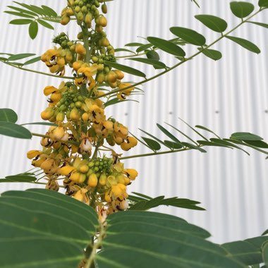 Cassia Hebecarpa syn. Senna hebecarpa