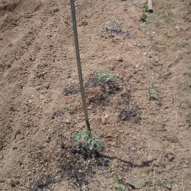 Plant image Solanum lycopersicum 'Better Boy'