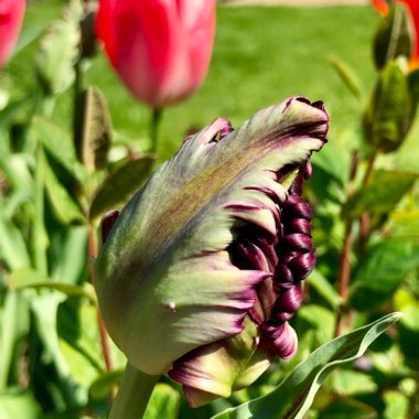 Tulip 'Black Parrot' (Parrot)