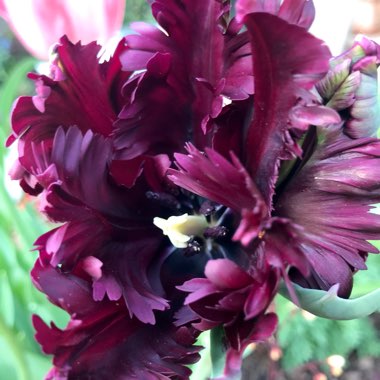 Tulip 'Black Parrot' (Parrot)