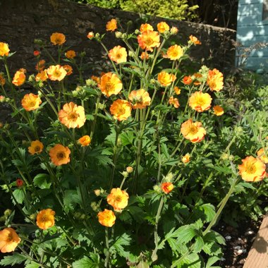 Avens 'Totally tangerine'