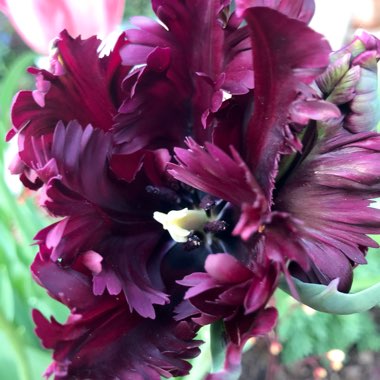 Tulip 'Black Parrot' (Parrot)