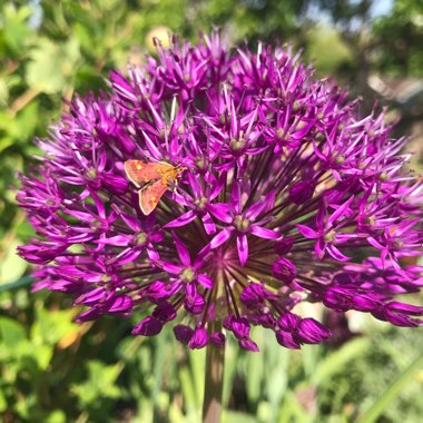 Allium 'Purple Sensation'