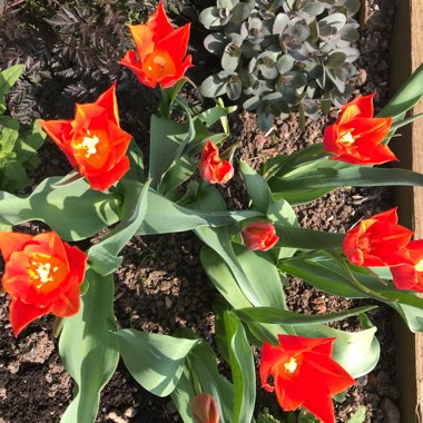 Tulip 'Ballerina' (Lily-flowered)