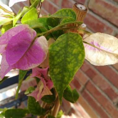 Bougainvillea