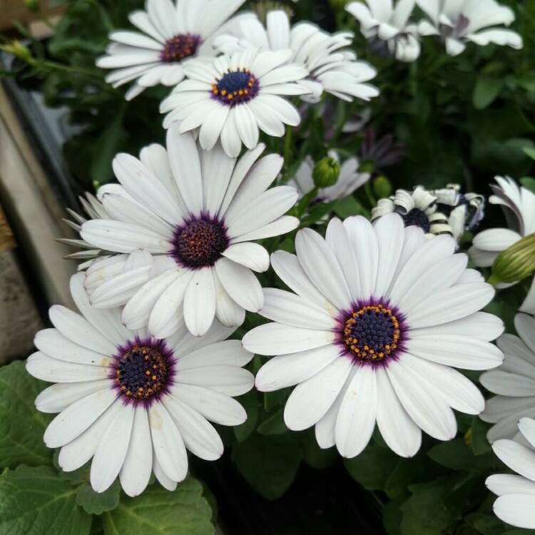 Plant image Osteospermum 'Flowerpower Ice White'