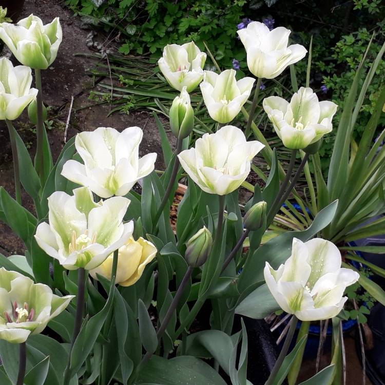 Plant image Tulipa 'Purissima' syn. Tulipa 'White Emperor'